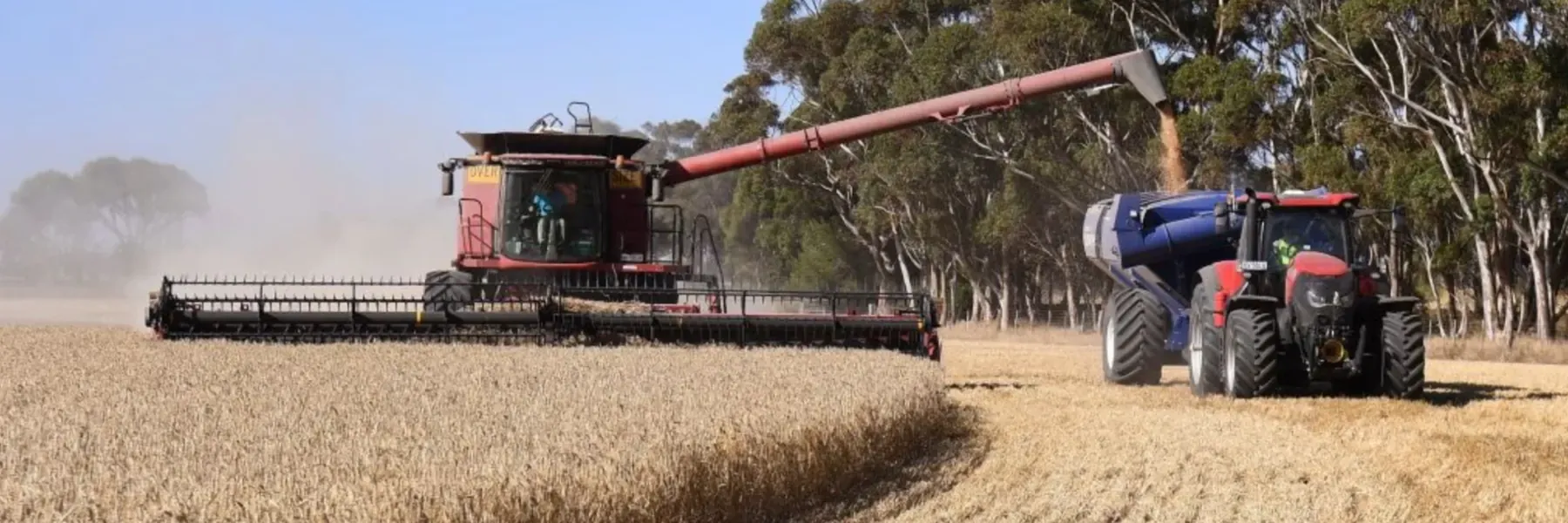 A combine harvester and chaser bin harvesting a golden wheat paddock beside gum trees